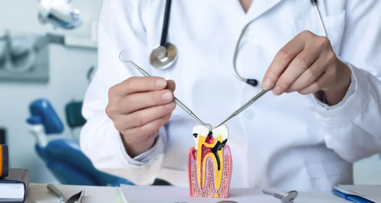Root canal dentist Pasadena neighborhood holding a tooth model