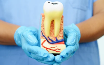 hands holding a model of root canal in st petersburg