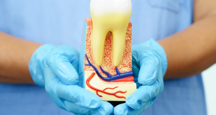 hands holding a model of root canal in st petersburg